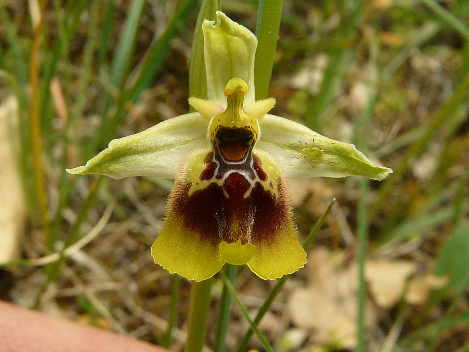 Ophrys lacaitae x Ophrys fuciflora